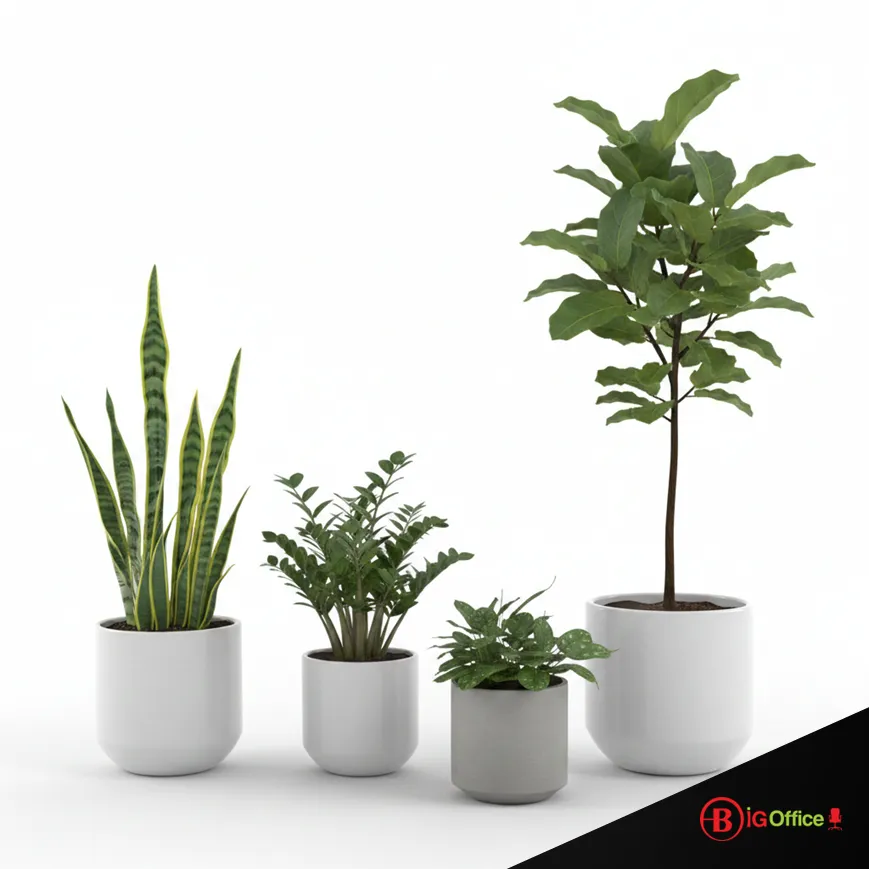 Sélection de plantes de bureau faciles d'entretien : Sansevieria, Pothos, et Succulentes